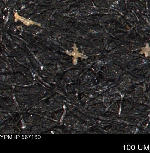 undet. Porifera