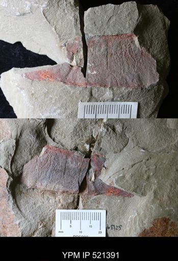 undet. Nautiloidea
