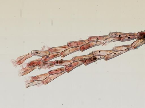 Bugula