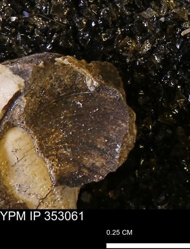 undet. Bivalvia