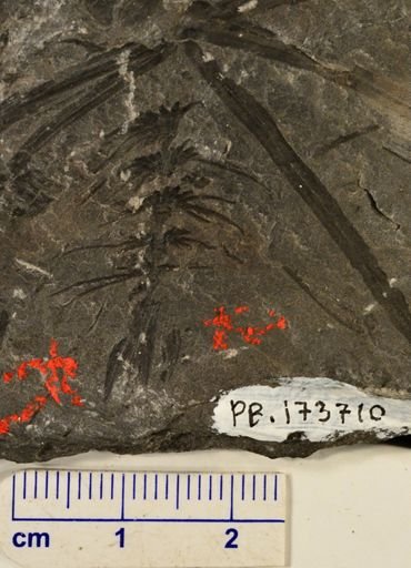 Paleostachya sp.