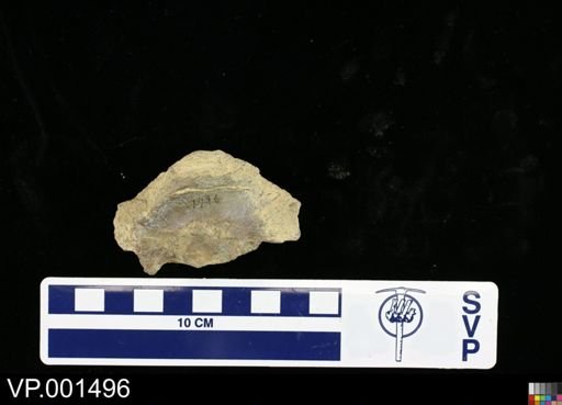 Hesperornis sp.