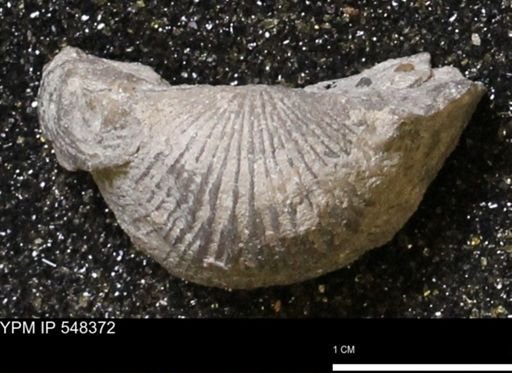Stropheodonta navalis