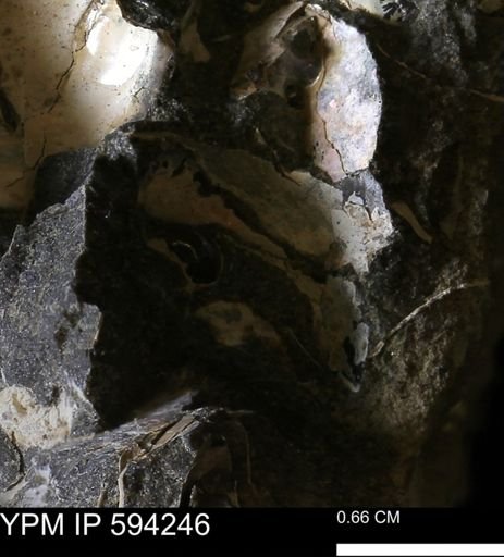 undet. Bivalvia