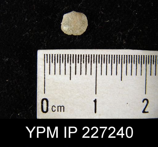 Dalmanella elegantula