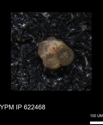 undet. Foraminiferida