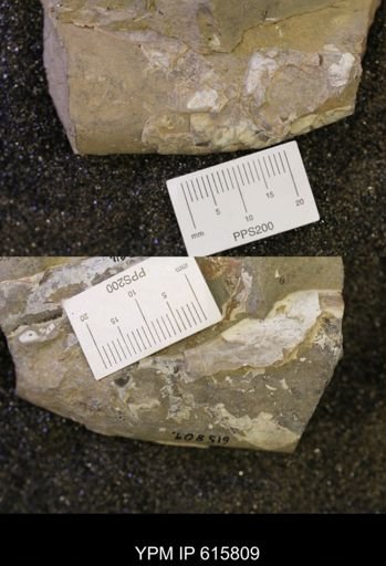 Baculites sp.