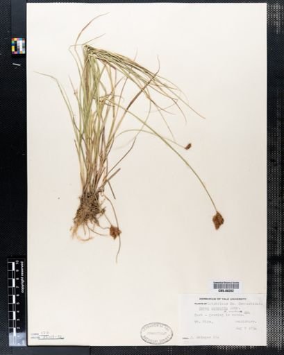 Carex scoparia