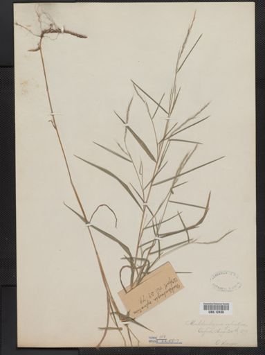 Muhlenbergia sylvatica