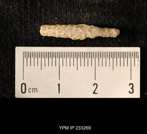 Archaeocidaris sp.