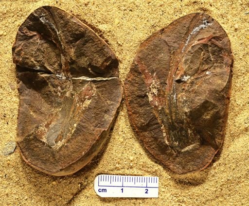 Aphlebia