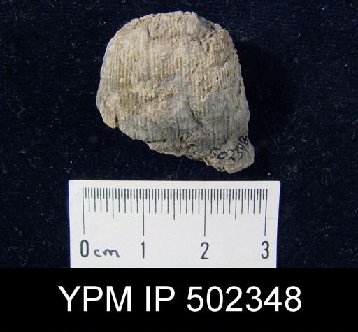 Productus sp.