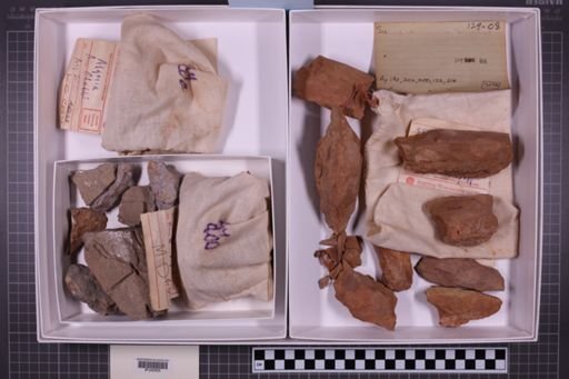 mixed taxa, stratigraphic collection