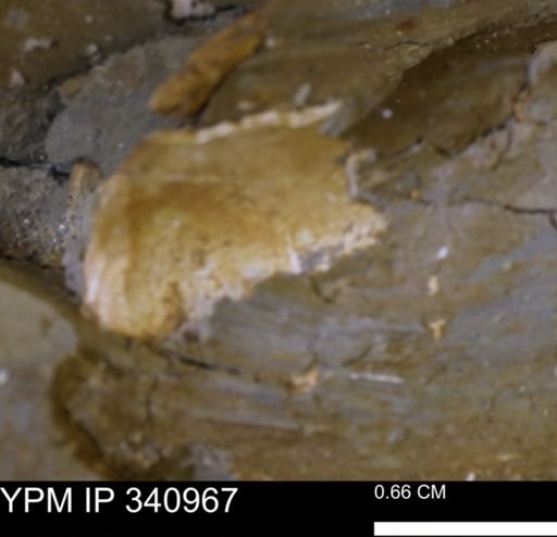Corbicula sp.