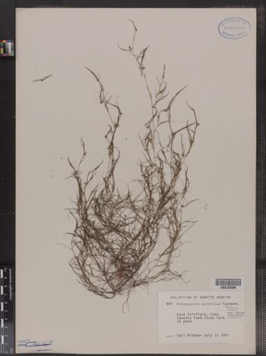 Potamogeton spirillus
