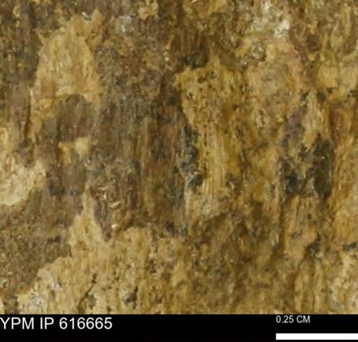 Teredo sp.