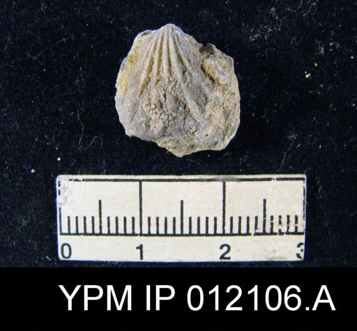 Hustedia meekana