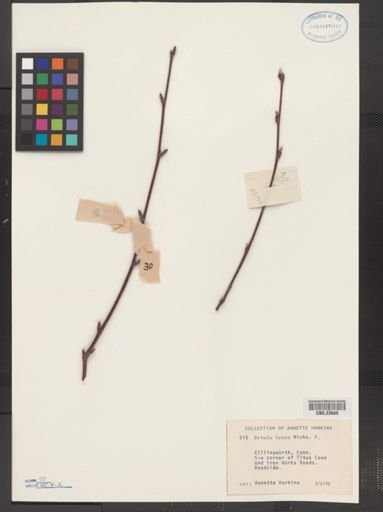 Betula lutea