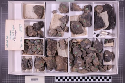 mixed taxa, stratigraphic collection