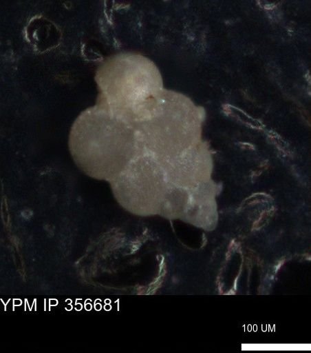 undet. Foraminiferida