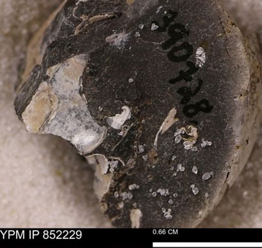 undet. Bivalvia