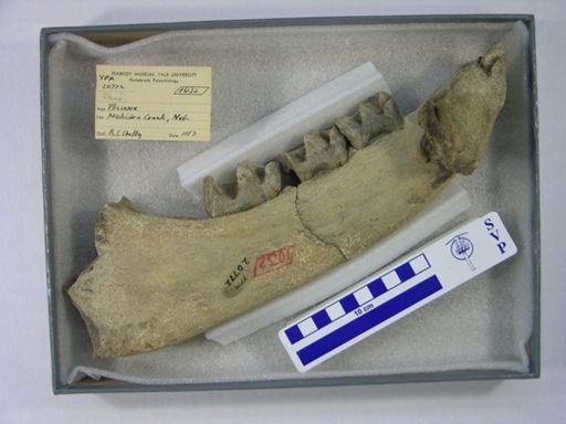 Rhinocerotidae