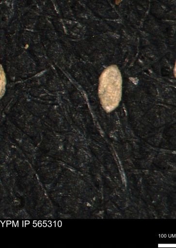 Spirolocammina planula