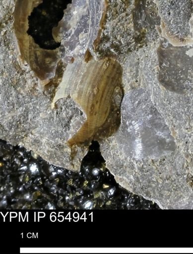 undet. Mollusca