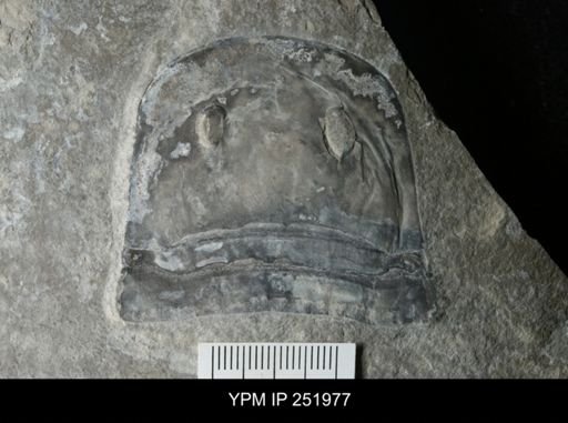 Eurypterus sp.