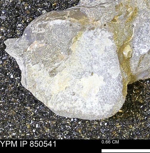 undet. Bivalvia
