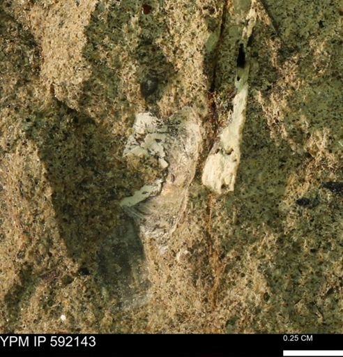 undet. Mollusca
