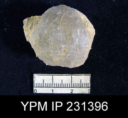 Linoproductus prattenianus