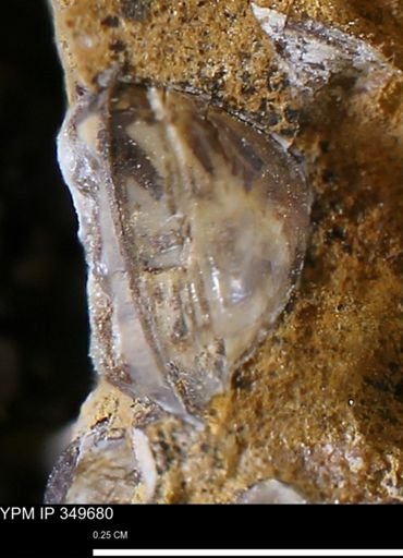 undet. Bivalvia