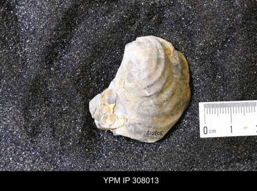 Inoceramus sp.