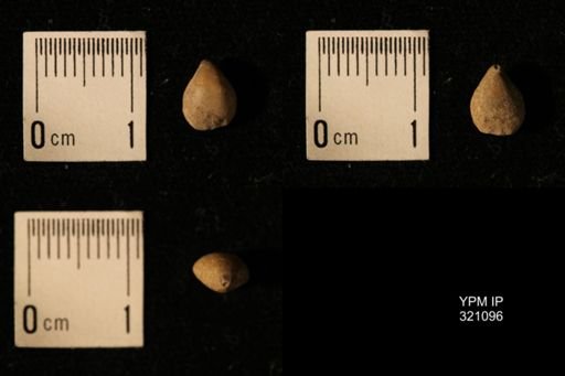 Dielasma breviplicatum