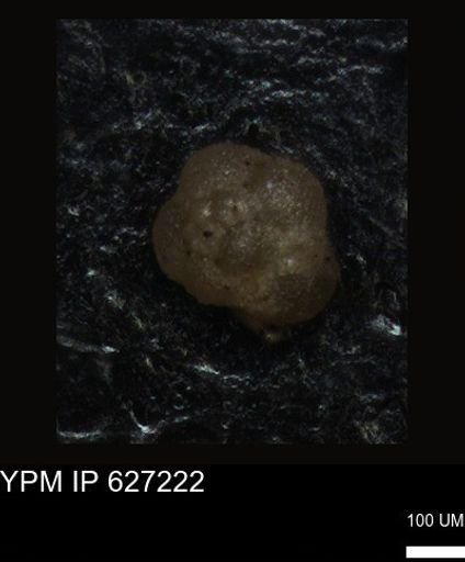 undet. Foraminiferida