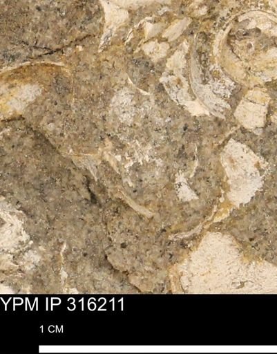 undet. Mollusca