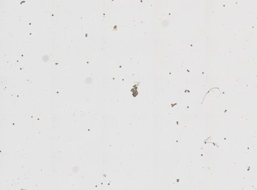 Chondrilla nucula
