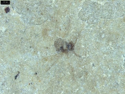 undet. Insecta