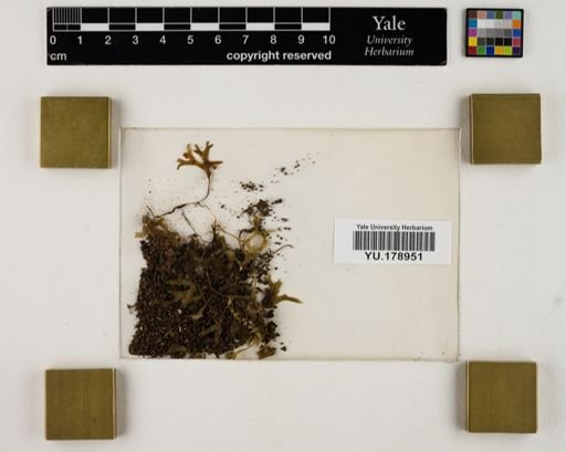 Plantae