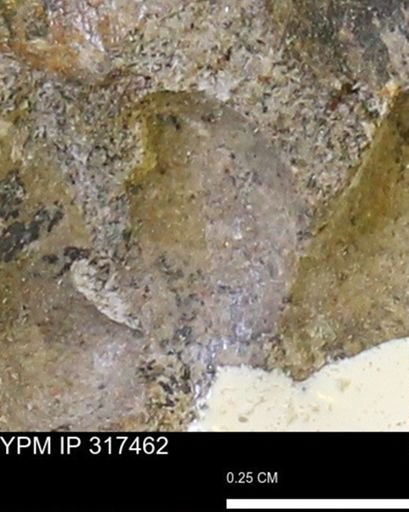undet. Mollusca