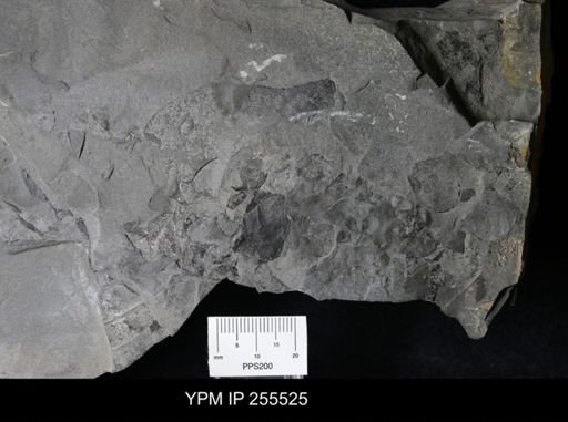 Eurypterida