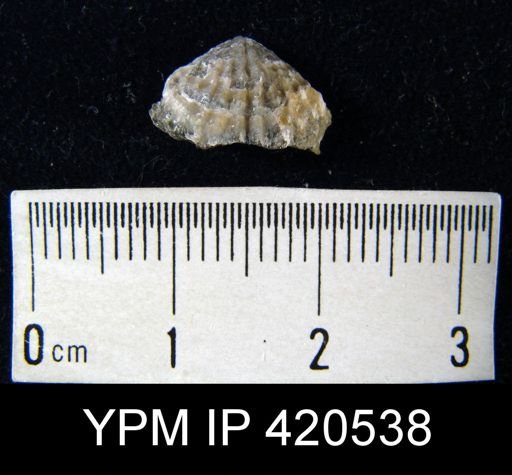 undet. Atrypidae