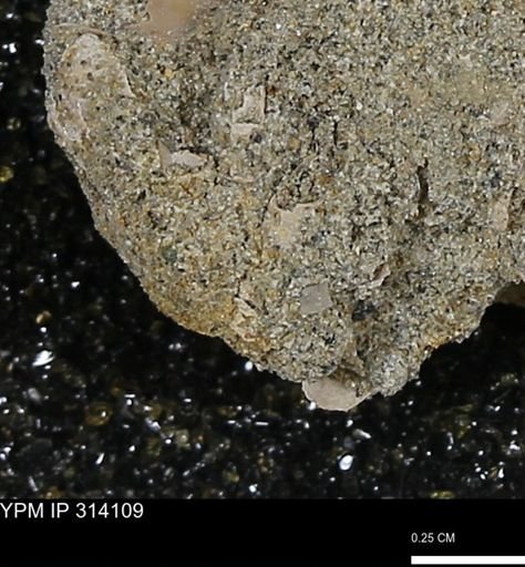 undet. Scaphopoda