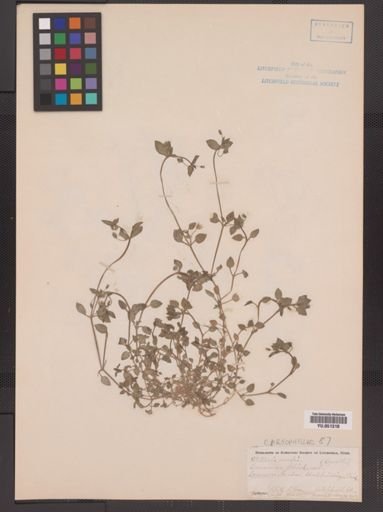 Stellaria media