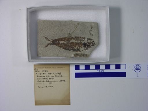 Knightia alta