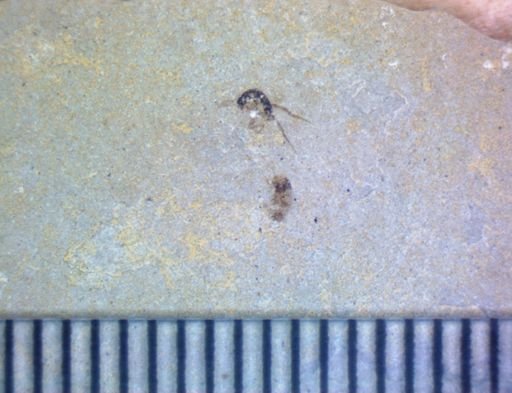 undet. Hexapoda