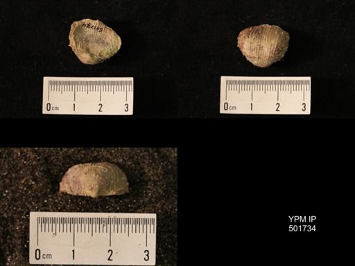 Marginifera lasallensis