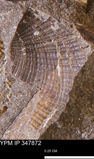 undet. Bivalvia