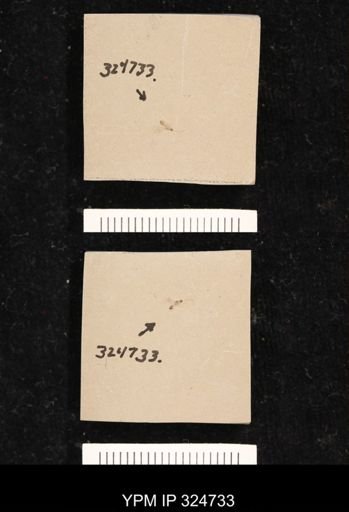 undet. Ichneumonoidea